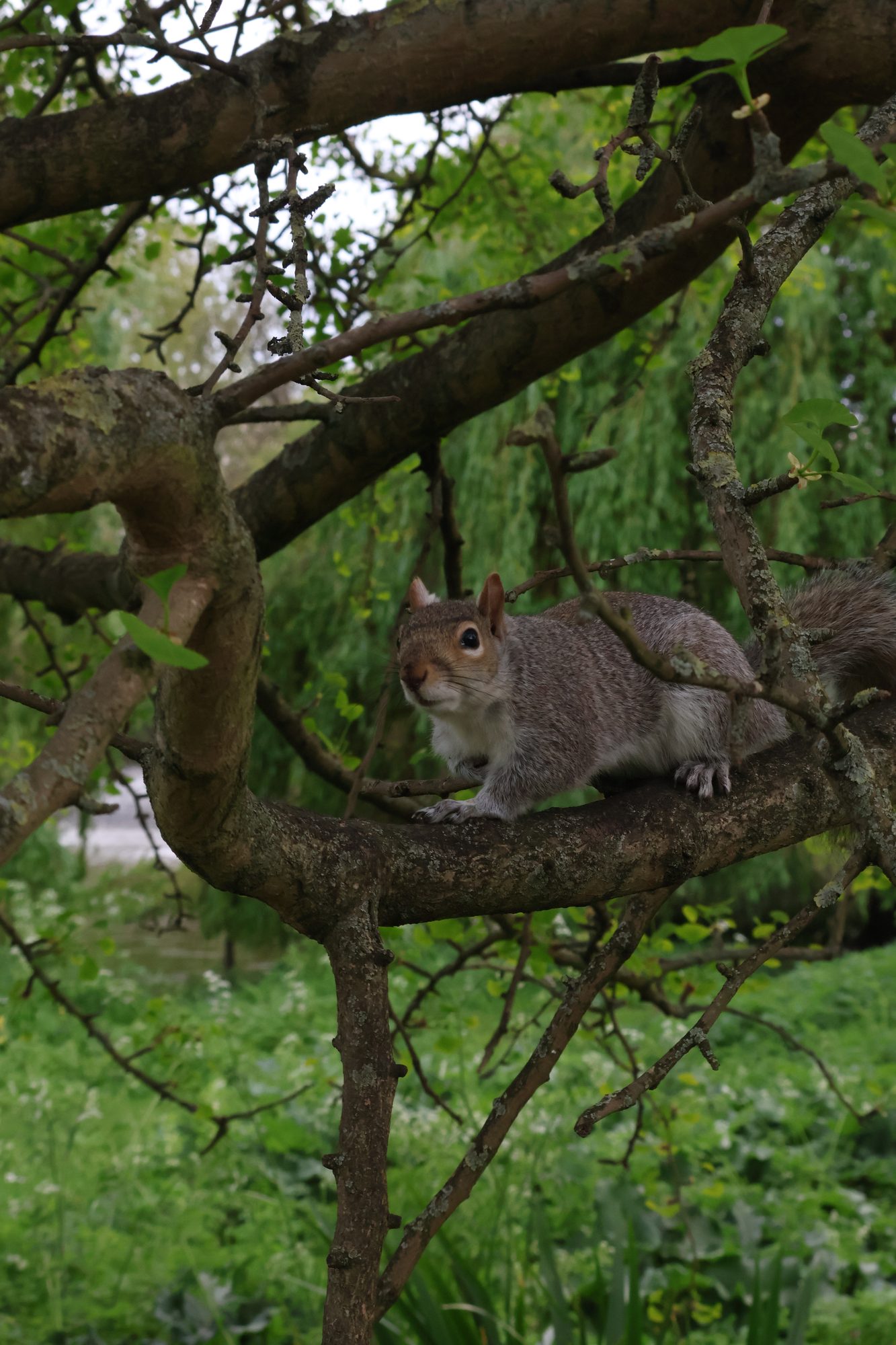 Eichhörnchen in einem Baum